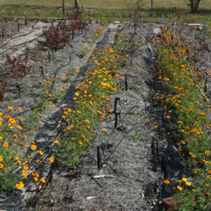 marigold and blueberry plants