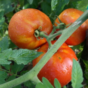school tomatoes